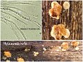 Hypocrea rufa-amf988